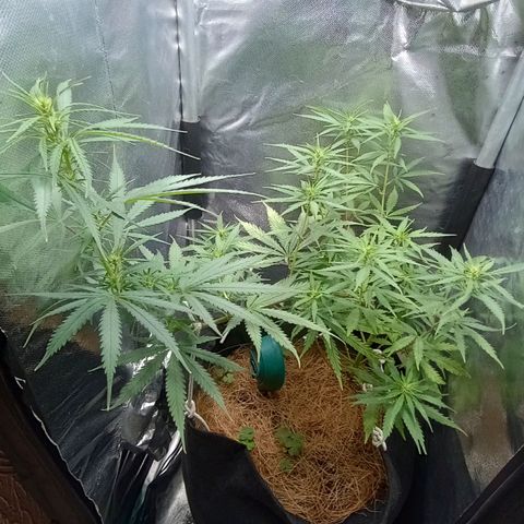 Prensado growlog timeline photo