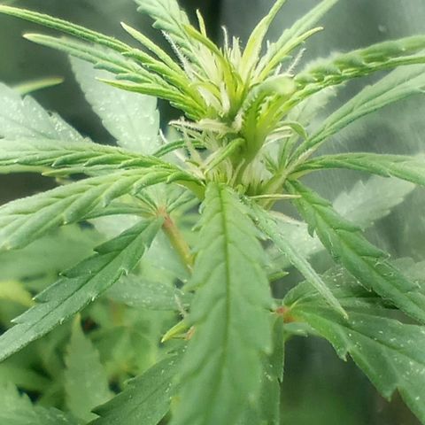 Prensado growlog timeline photo