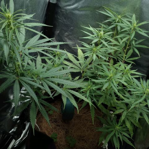Prensado growlog timeline photo