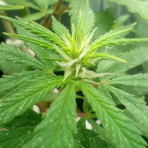 Prensado growlog timeline photo