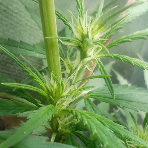 Prensado growlog timeline photo