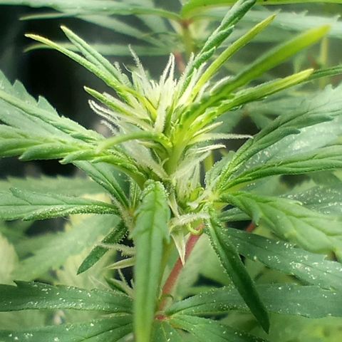 Prensado growlog timeline photo