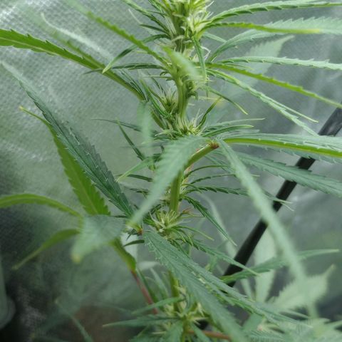 Prensado growlog timeline photo