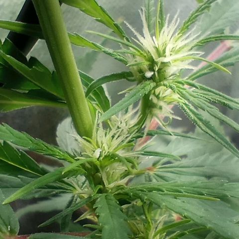 Prensado growlog timeline photo