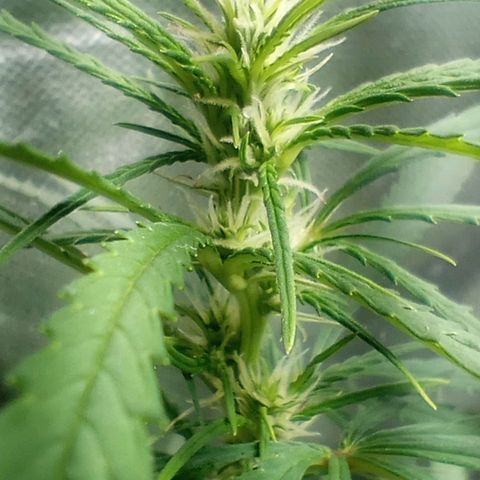 Prensado growlog timeline photo