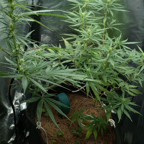 Prensado growlog timeline photo