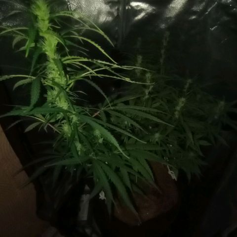 Prensado growlog timeline photo