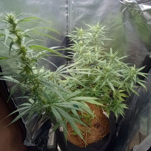 Prensado growlog timeline photo