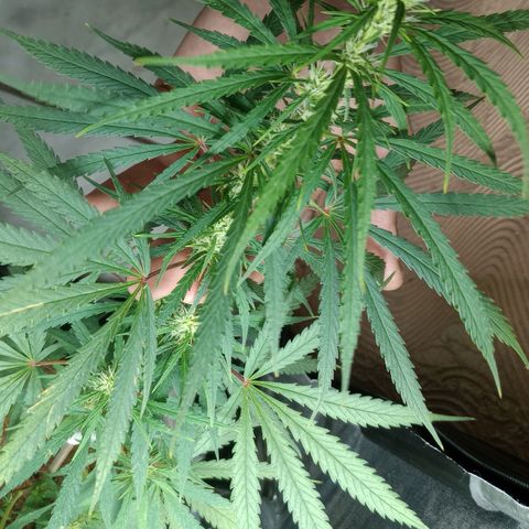 Prensado growlog timeline photo