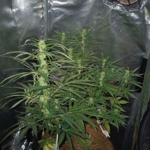 Prensado growlog timeline photo