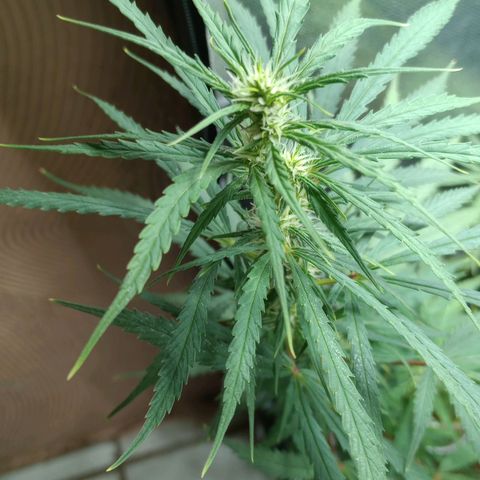 Prensado growlog timeline photo