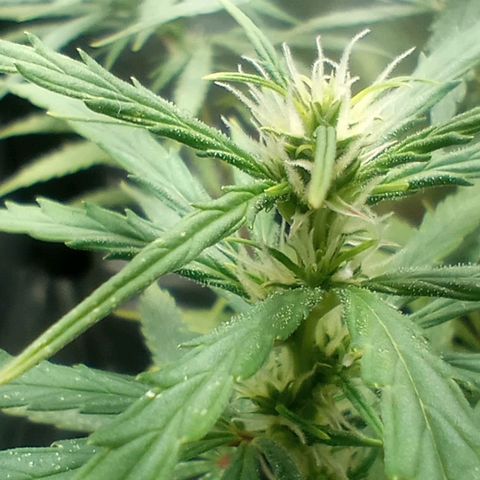 Prensado growlog timeline photo
