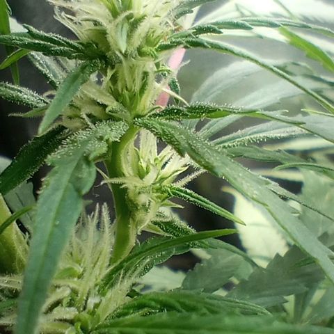 Prensado growlog timeline photo