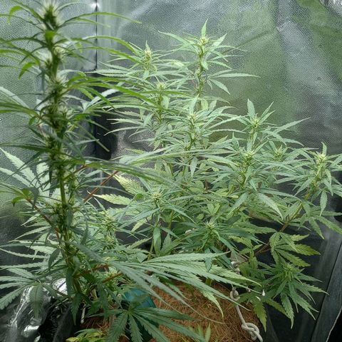 Prensado growlog timeline photo