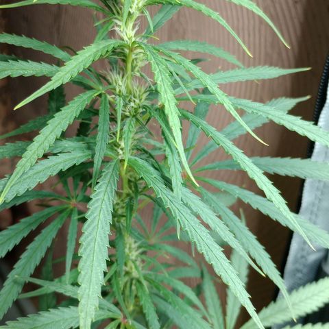 Prensado growlog timeline photo