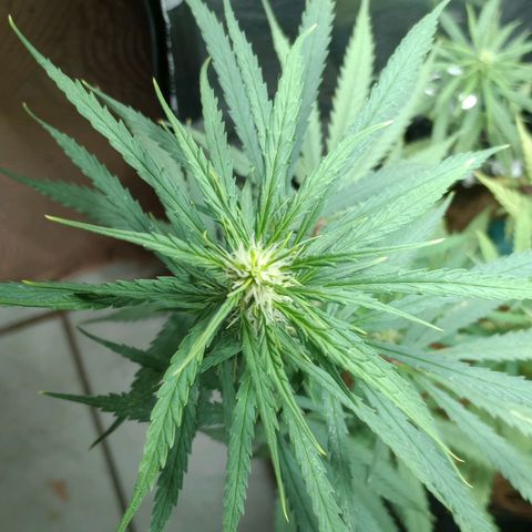 Prensado growlog timeline photo