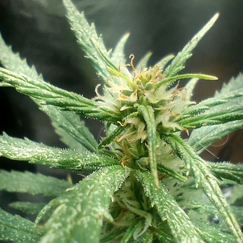 Prensado growlog timeline photo