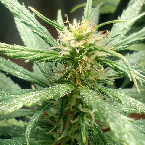 Prensado growlog timeline photo