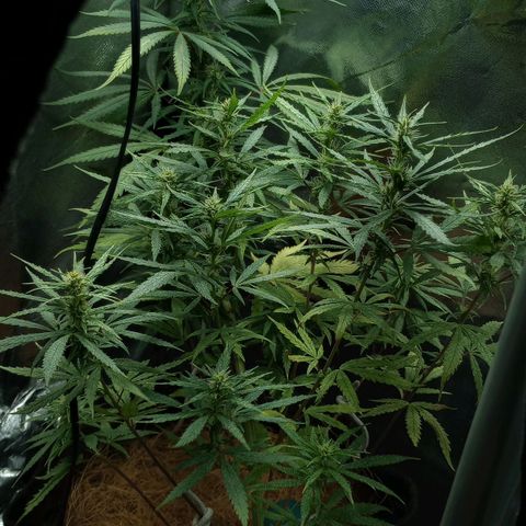 Prensado growlog timeline photo