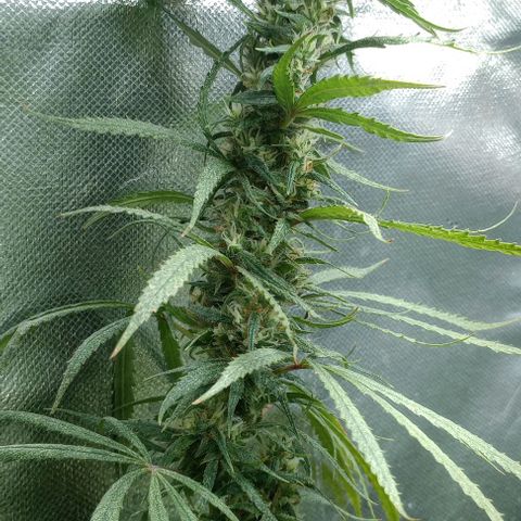 Prensado growlog timeline photo