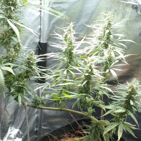 Prensado growlog timeline photo