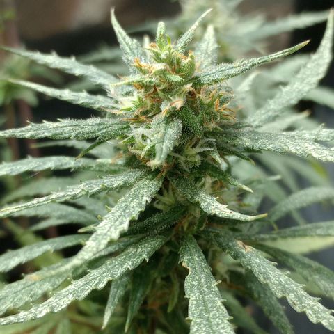 Prensado growlog timeline photo