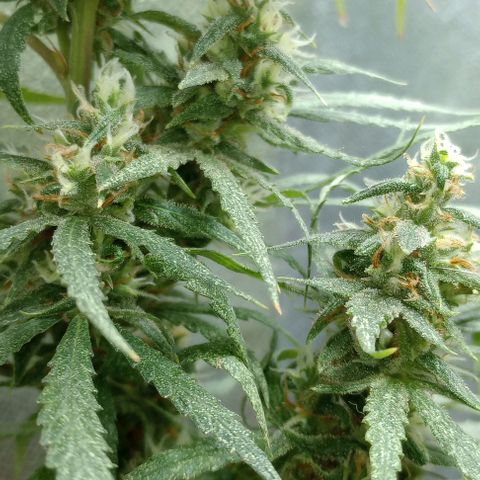 Prensado growlog timeline photo