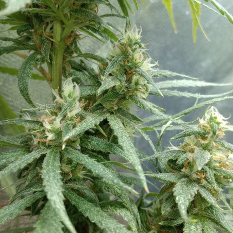 Prensado growlog timeline photo