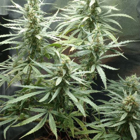 Prensado growlog timeline photo