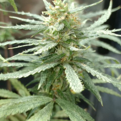 Prensado growlog timeline photo
