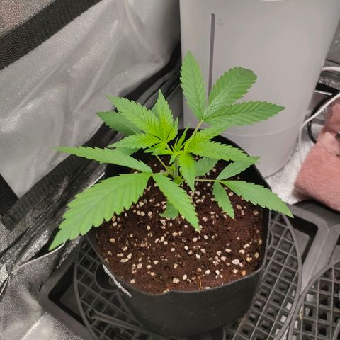 Green Poison Fast growlog timeline photo