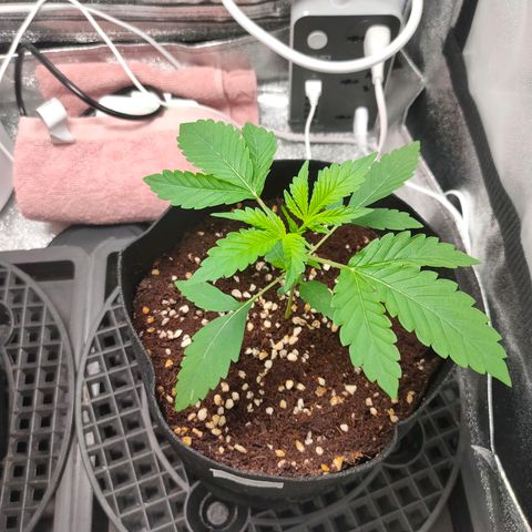 Cream Caramel Fast growlog timeline photo