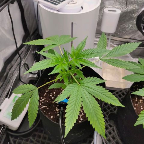 Green Poison Fast growlog timeline photo