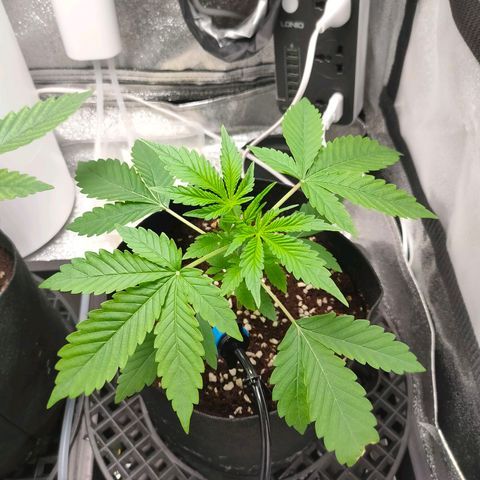Cream Caramel Fast growlog timeline photo