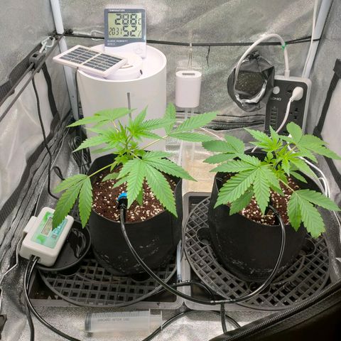 Green Poison Fast growlog timeline photo