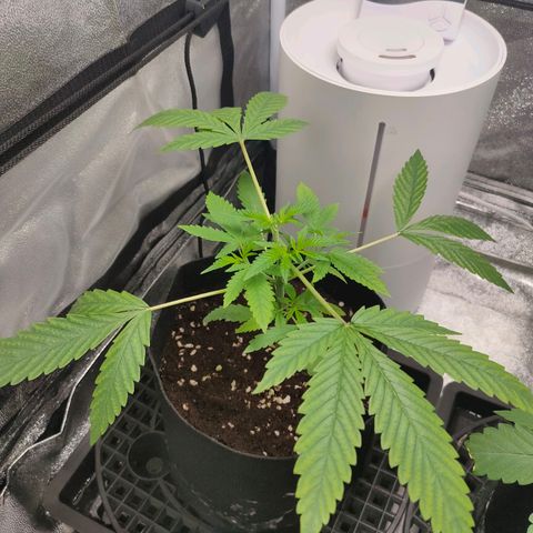 Cream Caramel Fast growlog timeline photo