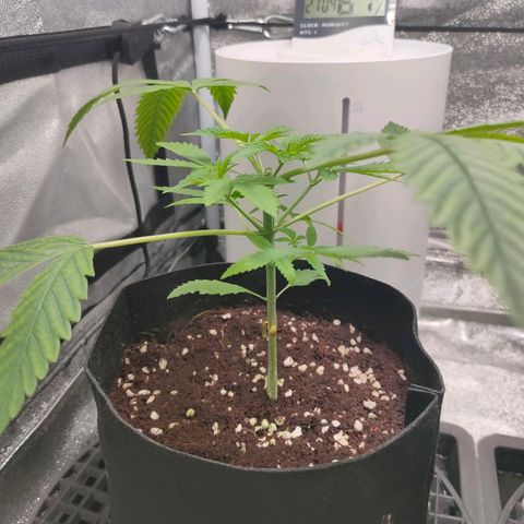 Cream Caramel Fast growlog timeline photo