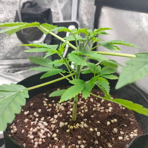 Green Poison Fast growlog timeline photo