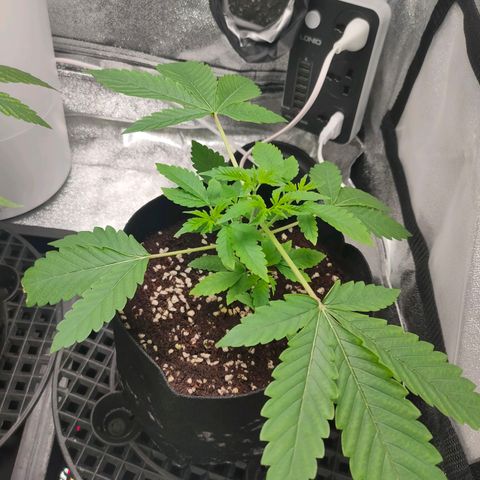 Green Poison Fast growlog timeline photo
