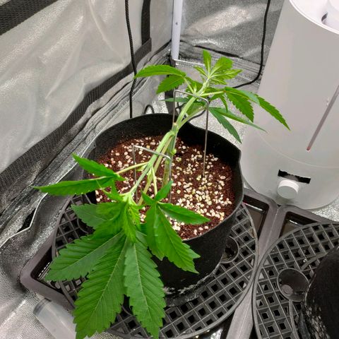 Cream Caramel Fast growlog timeline photo