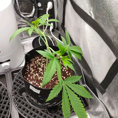 Green Poison Fast growlog timeline photo
