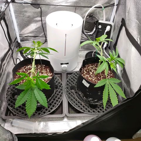 Green Poison Fast growlog timeline photo