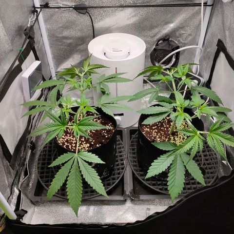 Green Poison Fast growlog timeline photo
