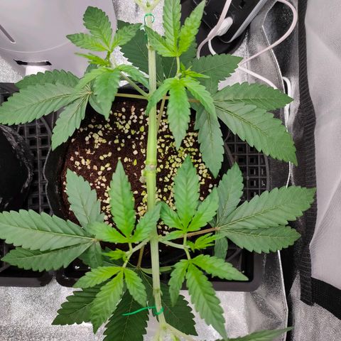 Cream Caramel Fast growlog timeline photo