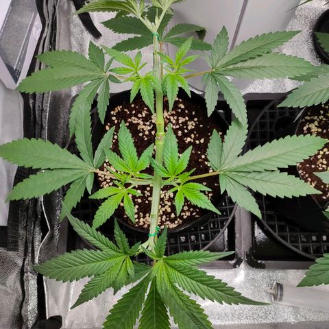 Green Poison Fast growlog timeline photo