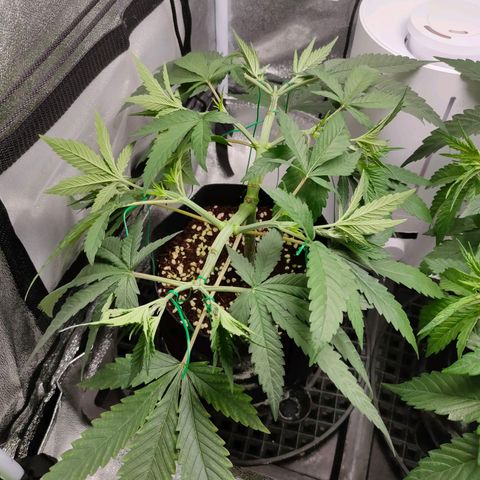 Green Poison Fast growlog timeline photo