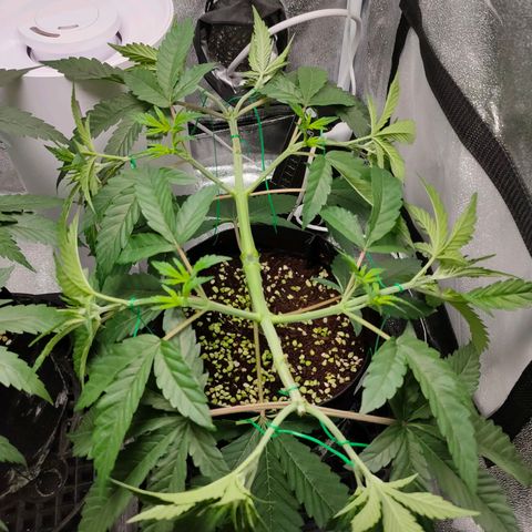 Cream Caramel Fast growlog timeline photo