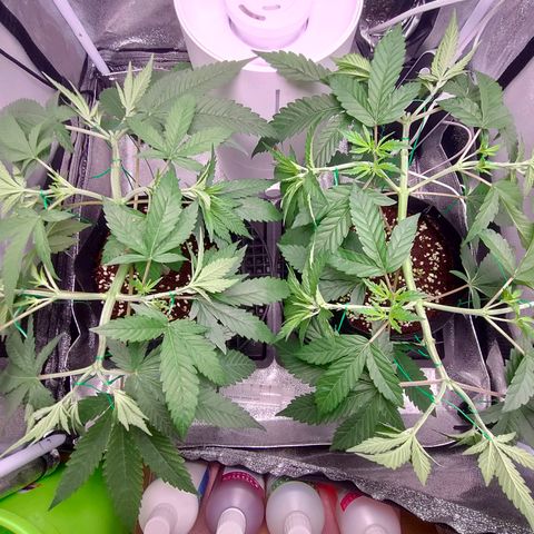 Green Poison Fast growlog timeline photo