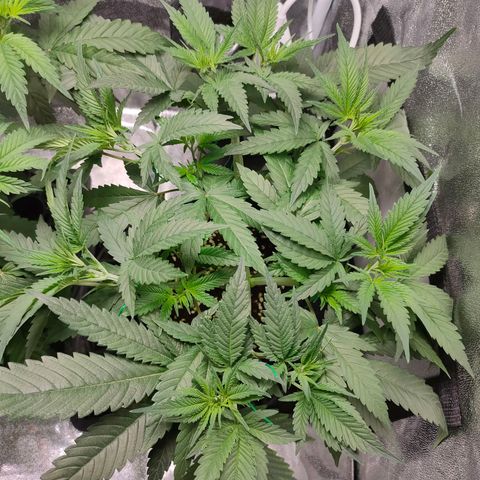 Green Poison Fast growlog timeline photo