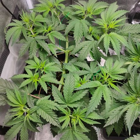 Cream Caramel Fast growlog timeline photo